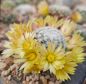 Preview: Mammillaria solisioides